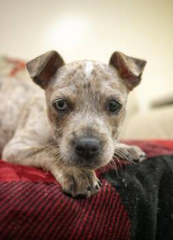Australian Cattle Dog Blue Heeler and American Staffordshire Terrier Dogs Available for Adoption - Pokadot | PetCurious