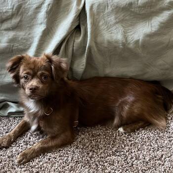 Pekingese Dogs Available for Adoption in Atwater, California - Hershey | PetCurious