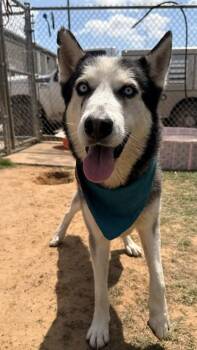 Husky and Mixed Breed Dogs Available for Adoption in Balch Springs, Texas - Beckett | PetCurious