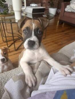 Knox -  Mixed Breed Dog Available for Adoption in Kansas City, Missouri - Knox | PetCurious