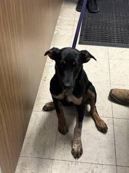 GLORY -  Labrador Retriever Dog for Adoption in Stockton, California - GLORY | PetCurious