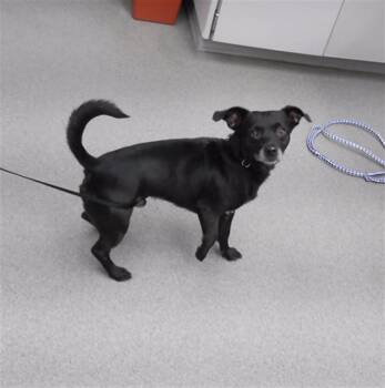LYLE -  Rat Terrier and Mixed Breed Dog for Adoption in Omaha, Nebraska - LYLE | PetCurious