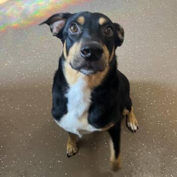 Dangelo -  Shepherd Dog for Adoption in Belleville, Illinois - Dangelo | PetCurious