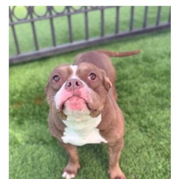 Pit Bull Terrier and Mixed Breed Dogs Available for Adoption in Tacoma, Washington - Butterscotch | PetCurious