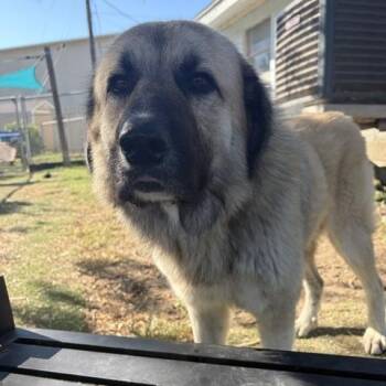 Shilo -  Great Pyrenees Dog for Adoption in Port Aransas, Texas - Shilo | PetCurious