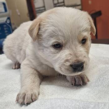 Mixed Breed Dogs Available for Adoption in Flagstaff, Arizona - Trucker | PetCurious