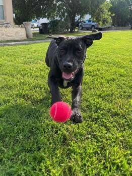 Jackson -  American Staffordshire Terrier Dog for Adoption in San Antonio, Texas - Jackson | PetCurious
