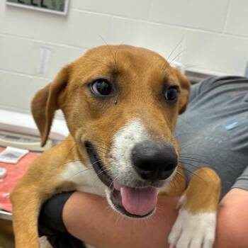 Hannah -  Labrador Retriever Dog for Adoption in Corpus Christi, Texas - Hannah | PetCurious