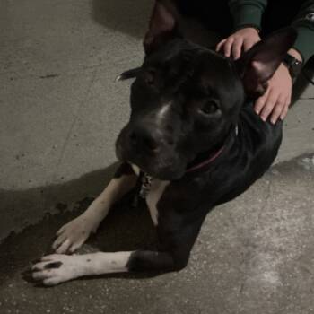 Rescue Pit Bull Terrier Dogs for Adoption in Saint Joseph, Missouri - Apollo | PetCurious