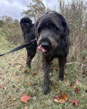 Caesar -  Standard Poodle and Great Pyrenees Dog for Adoption in Westwood, New Jersey - Caesar | PetCurious