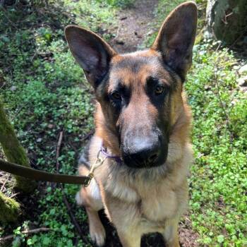 German Shepherd Dog Dogs Available for Adoption in Port Townsend, Washington - Handsome | PetCurious
