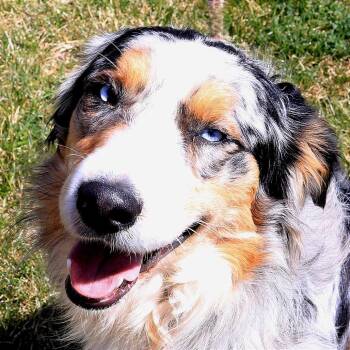 Australian Shepherd Dogs Available for Adoption in Rifle, Colorado - Cowboy | PetCurious