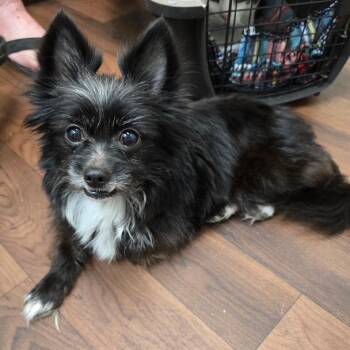 Marlee -  Mixed Breed Dog for Adoption in Baytown, Texas - Marlee | PetCurious