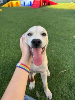 Rini -  Mixed Breed Dog for Adoption in North Miami Beach, Florida - Rini | PetCurious