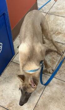 Batman -  Mixed Breed Dog for Adoption in Cincinnati, Ohio - Batman | PetCurious