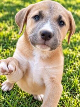 Hulk -  Golden Retriever and Anatolian Shepherd Dog for Adoption in Nashville, Tennessee - Hulk | PetCurious