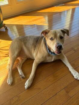 Clark -  Labrador Retriever Dog for Adoption in Chuckey, Tennessee - Clark | PetCurious