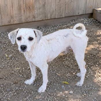 Bruce -  Miniature Poodle Dog for Adoption in Sonoma, California - Bruce | PetCurious