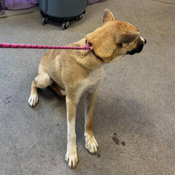 Buckwheat -  Mixed Breed Dog for Adoption in Las Cruces, New Mexico - Buckwheat | PetCurious