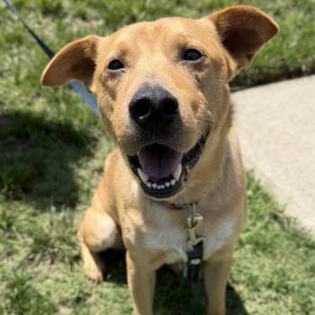 Dexter -  Labrador Retriever and Mixed Breed Dog for Adoption in Rock Hill, South Carolina - Dexter | PetCurious