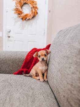 Imogen -  Chiweenie Dog for Adoption in Goodyear, Arizona - Imogen | PetCurious