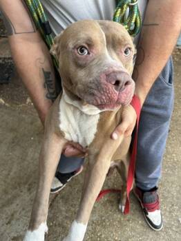 Rescue Pit Bull Terrier Dogs for Adoption in Mobile, Alabama - Ruffles | PetCurious