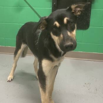 Rescue Shepherd and Mixed Breed Dogs for Adoption in Kansas City, Missouri - Mirabel | PetCurious