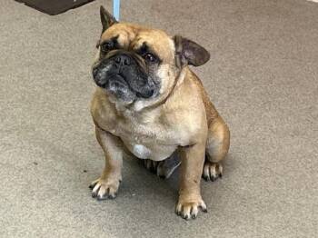 IAN -  French Bulldog Dog for Adoption in San Bernardino, California - IAN | PetCurious