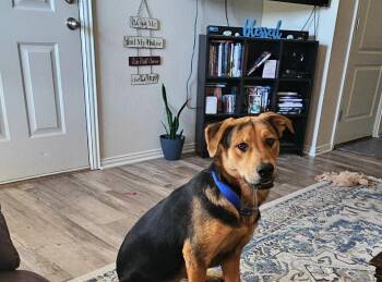 Rocco -  Mixed Breed Dog for Adoption in Joshua, Texas - Rocco | PetCurious