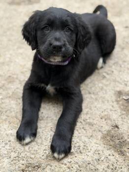 Golden Retriever Dogs Available for Adoption - Juliet | PetCurious