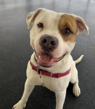 Mixed Breed Dogs Available for Adoption - Captain Patch Sparrow | PetCurious