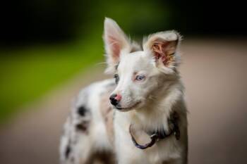 Spring -  Australian Shepherd and Miniature Poodle Dog for Adoption in Port Deposit, Maryland - Spring | PetCurious