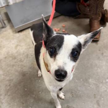 Snoopy -  Chihuahua Dog for Adoption in Emporia, Kansas - Snoopy | PetCurious