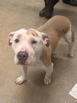 Swiss -  Pit Bull Terrier Dog for Adoption in Cleveland, Ohio - Swiss | PetCurious