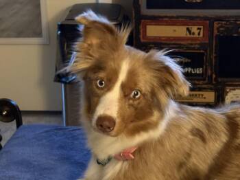 Australian Shepherd Dogs Available for Adoption - Sugar | PetCurious