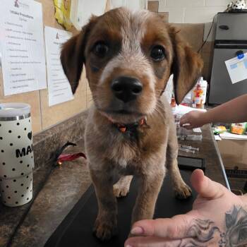 Cattle Dog and Mixed Breed Dogs Available for Adoption in Eureka Springs, Arkansas - Latte | PetCurious