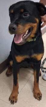 HENNY -  Rottweiler and Mixed Breed Dog for Adoption in Killeen, Texas - HENNY | PetCurious