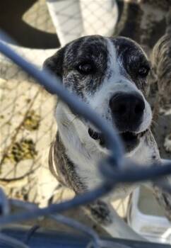 Australian Cattle Dog Blue Heeler Dogs Available for Adoption in Casper, Wyoming - SISU | PetCurious