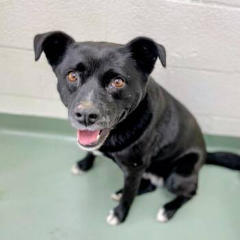 Black Labrador Retriever and Mixed Breed Dogs Available for Adoption in Lyndhurst, Virginia - Bella | PetCurious