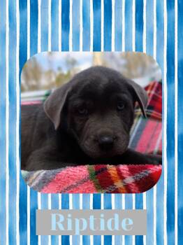 Labrador Retriever Dogs Available for Adoption - Riptide | PetCurious
