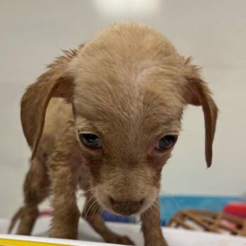Land -  Mixed Breed Dog for Adoption in Yuma, Arizona - Land | PetCurious