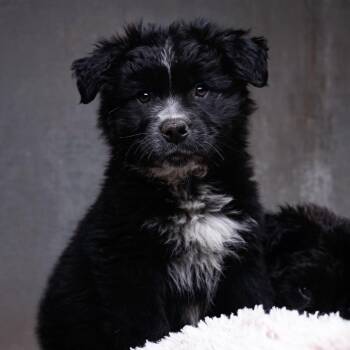Mixed Breed Dogs Available for Adoption - Randall | PetCurious