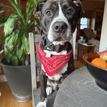 Rescue Pit Bull Terrier Dogs for Adoption in Chicopee, Massachusetts - TUCKER | PetCurious