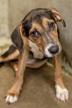 Rescue Mixed Breed Dogs for Adoption in Fort Worth, Texas - Thelma | PetCurious