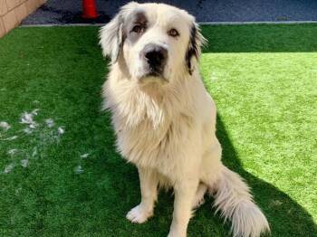 Great Pyrenees Dogs Available for Adoption - MAGNUS | PetCurious