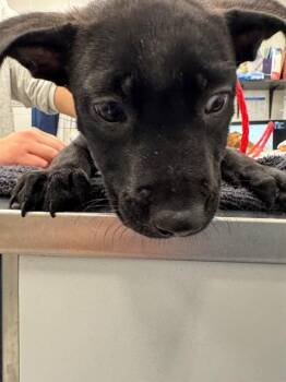 LUCA -  Pit Bull Terrier Dog for Adoption in Peoria, Illinois - LUCA | PetCurious