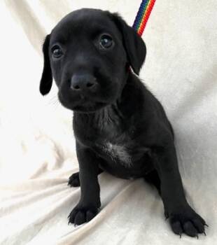 Rescue Labrador Retriever and Mixed Breed Dogs for Adoption in Morton Grove, Illinois - Lance | PetCurious