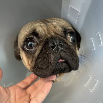 Edward "Eddie" -  Mixed Breed Dog for Adoption in Leander, Texas - Edward "Eddie" | PetCurious