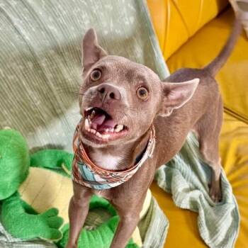 Chihuahua and Italian Greyhound Dogs Available for Adoption in Friendswood, Texas -  Rufus Toofus | PetCurious
