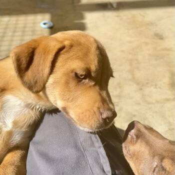 Labrador Retriever and Terrier Dogs Available for Adoption in Freeport, Florida - Tungsten | PetCurious